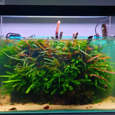 Aquarium et garde de poissons à domicile - ZeniPets Saint-Mariens