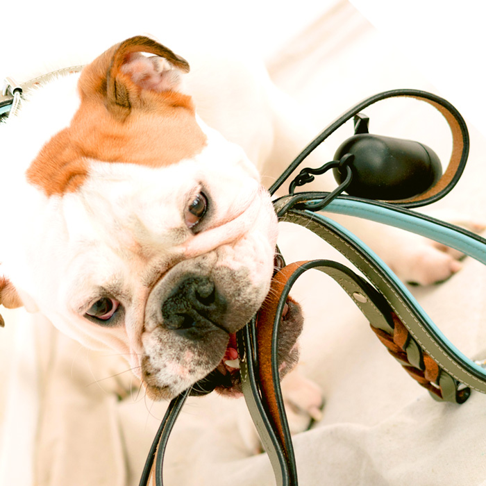 Services de pet sitting ZeniPets à Saint-Mariens en Gironde