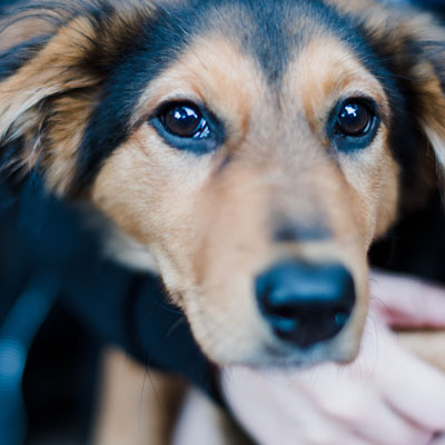 Chien pris en charge pour un transport animalier par ZeniPets 