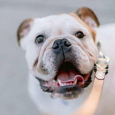 dog-walker-26 Chat sur lit. Visite de vos animaux à domicile sur Lyon et alentours