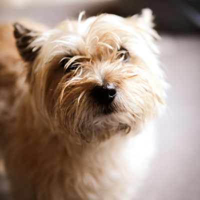 Chien en pension canine à Saint-Mariens - ZeniPets