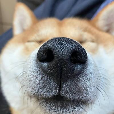 ichigo-akita-inu_truffe_zenipets Garde chien race akita inu, truffe