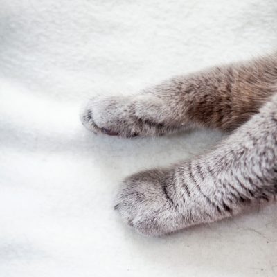 Pattes d'Artémis, chat chartreux gardé à domicile par ZeniPets