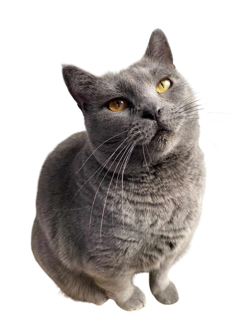 Sylia, chat de ZeniPets - pet sitter à Saint-Mariens
