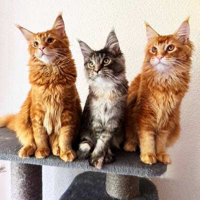 zenipets-chats-maincoons