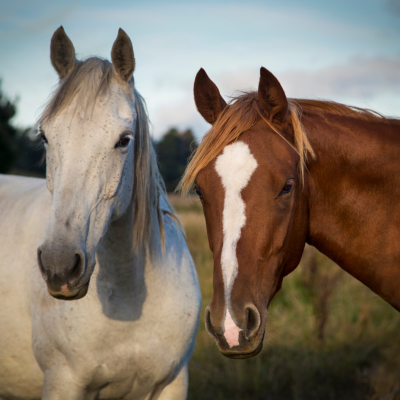 garde chevaux zenipets